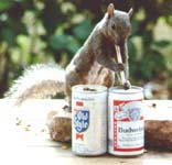 [squirrel drinking beer]