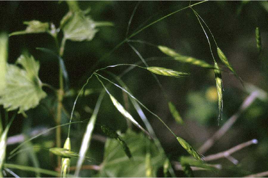 Large Photograph of Bromus japonicus