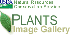 Plants Image Gallery