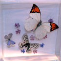 butterflies in acrylic