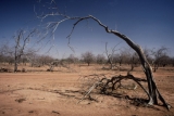 Vegetación muerta en una zona àrida africana