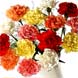 20 Classic Carnations with Courier Delivery product image