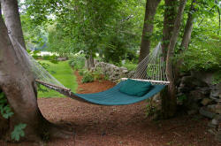 The Hammock Under the Maples