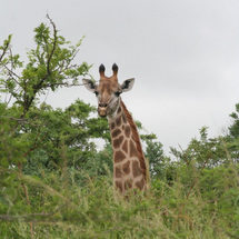 Hluhluwe Game Reserve - Adult product image