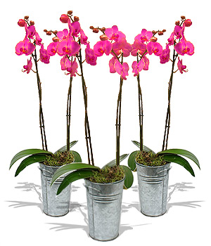Finest Bouquets - 3 Pink Orchids product image