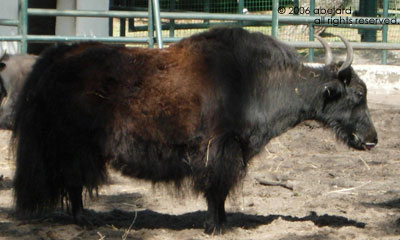 a picture of a yak (placeholder for photogragh)
