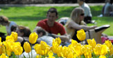 Students sitting behind yellow tulips